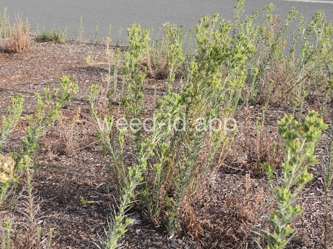 tarweed, cluster